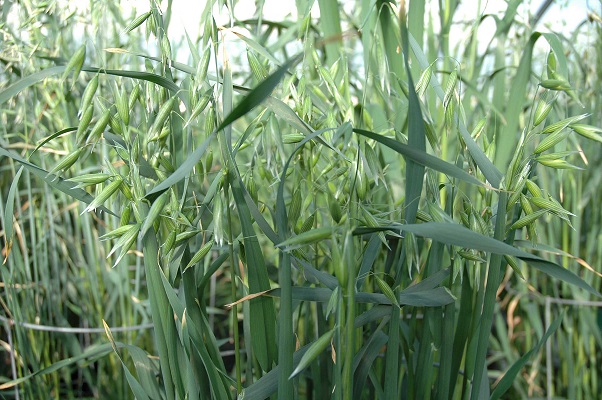 green_crop_oats_news.jpg