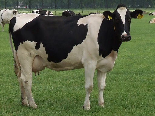 Holstein+Friesian.jpg